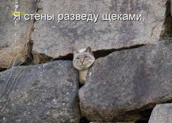 Умилительные котоматрицы)))