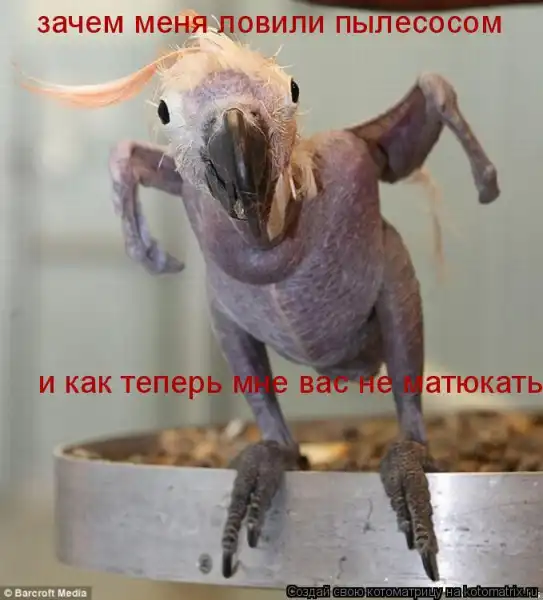 Котоматрицы))) много...