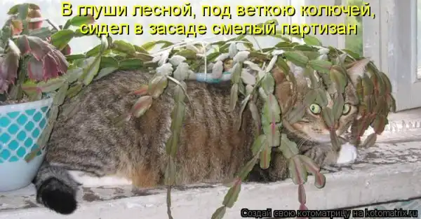 Котоматрицы))) много...