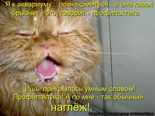 Котоматрицы))) много...