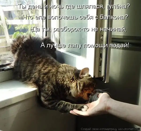 Котоматрицы))) много...