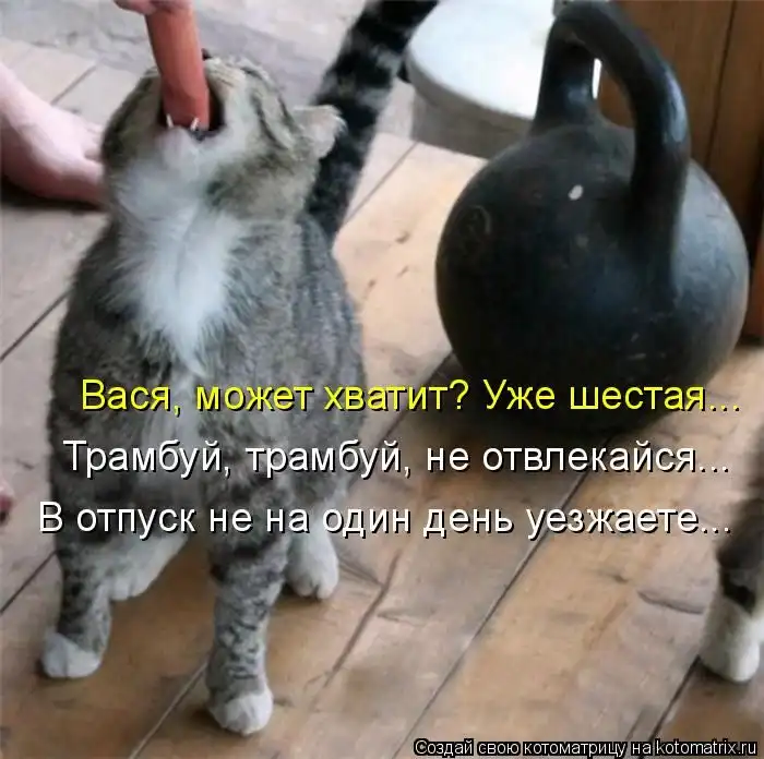 Лучшие котоматрицы недели Лучшие котоматрицы недели