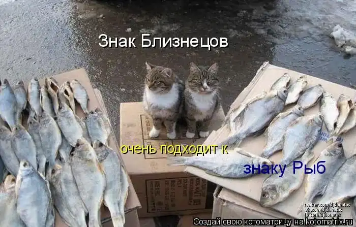 Лучшие котоматрицы недели Лучшие котоматрицы недели
