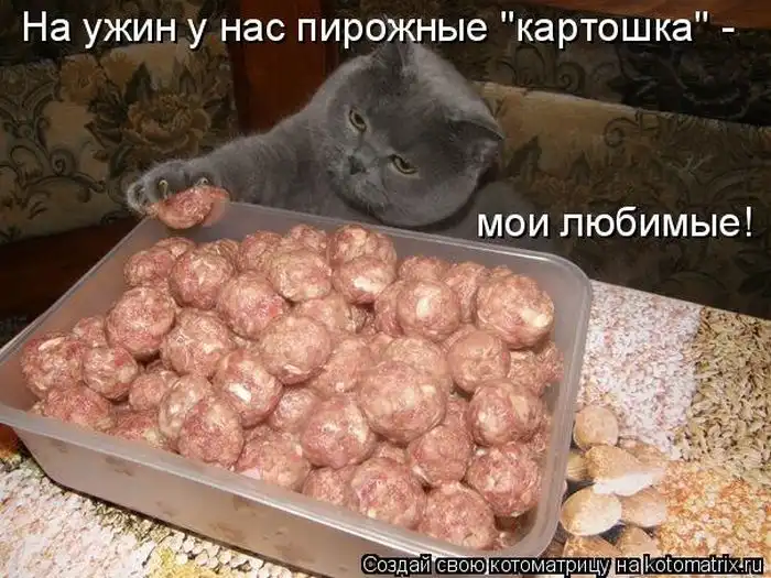 Лучшие котоматрицы недели Лучшие котоматрицы недели