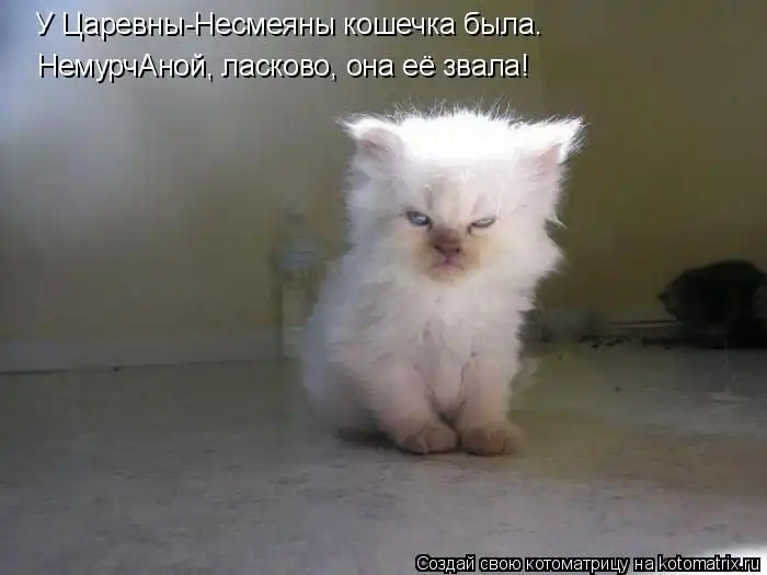 Лучшие котоматрицы недели Лучшие котоматрицы недели