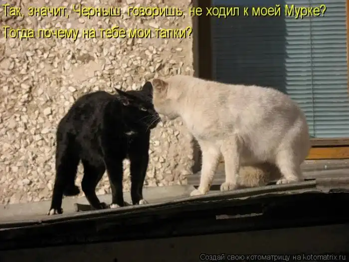 Лучшие котоматрицы недели Лучшие котоматрицы недели