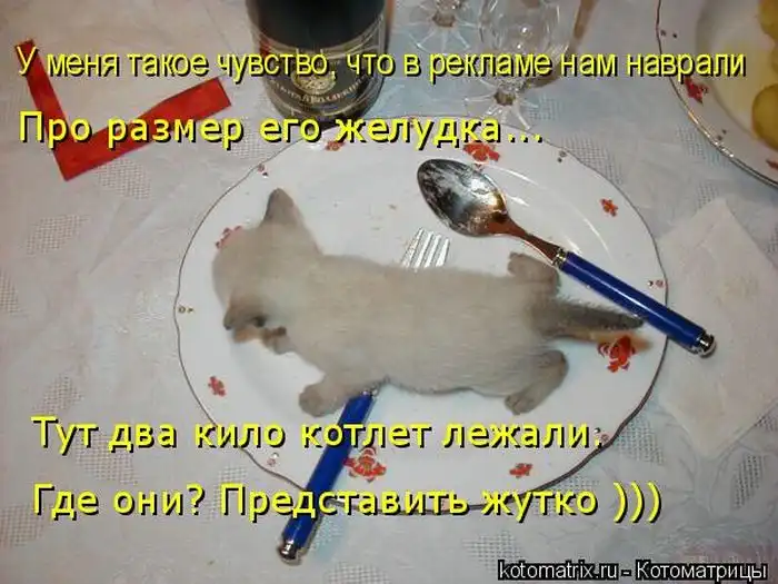 Лучшие котоматрицы недели Лучшие котоматрицы недели