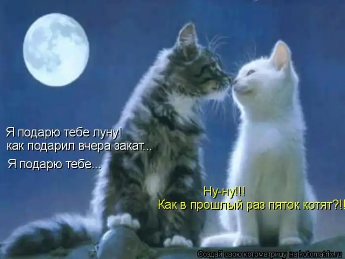 Лучшие котоматрицы недели Лучшие котоматрицы недели
