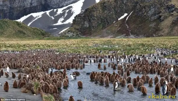 Пингвины, тысячи их