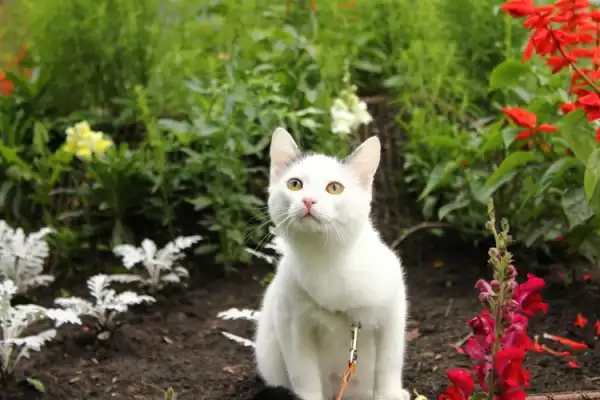 Алиска(котенок). 6 мес.