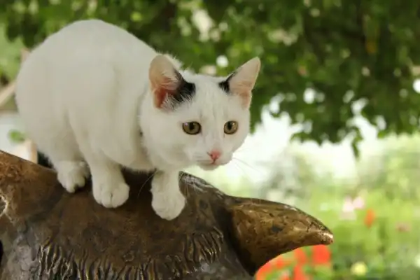 Алиска(котенок). 6 мес.