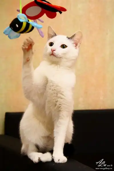Алиска(котенок). 6 мес.