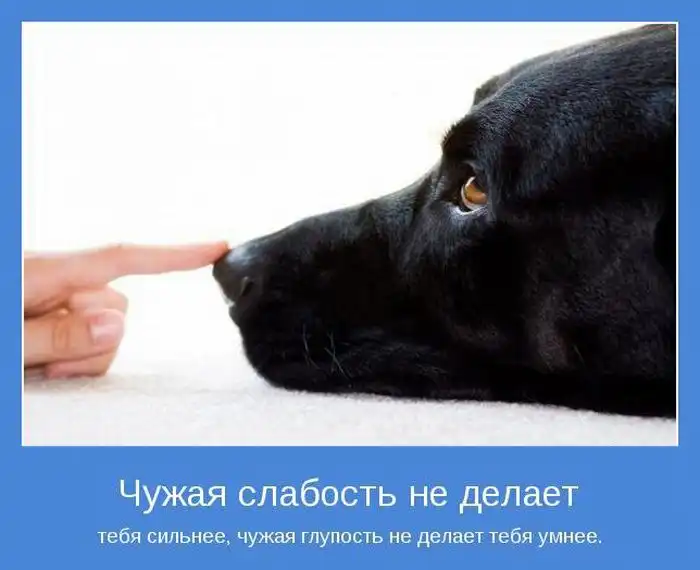 Позитивные мотиваторы Позитивные мотиваторы