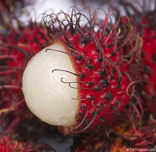 20 экзотических фруктов, о которых вы не знали
