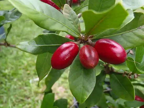 20 экзотических фруктов, о которых вы не знали