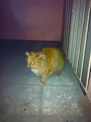 Хелп!!! Очень нужна передержка для красивого кота, не засидится, пиар гарантирую!!!!