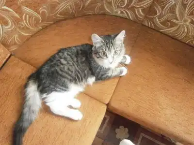 Кошечка полосочка в добрые руки! Кошечка полосочка в добрые руки!