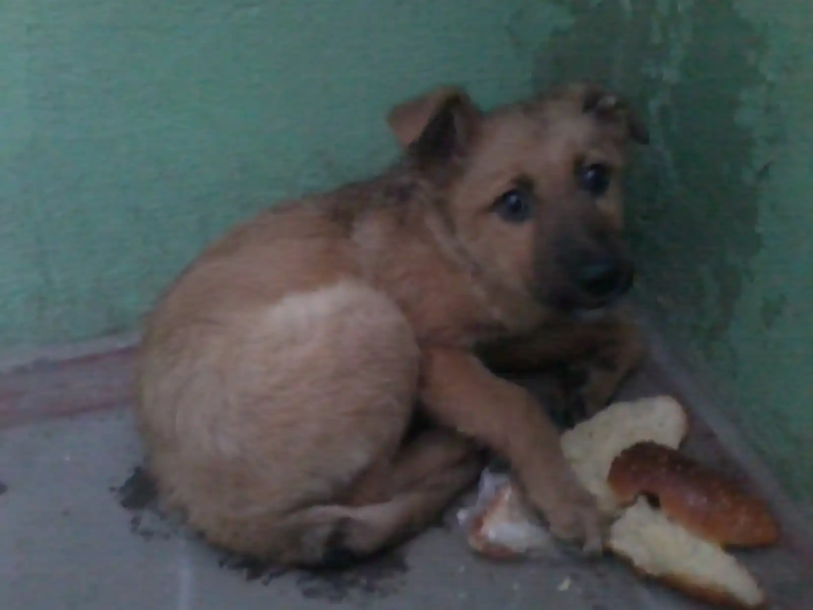 Бродячие собаки в подъезде. Бездомная собака в подъезде. Бродячие собаки в подъезде. В подъезде живет собака. Рыжая собака у подъезда.