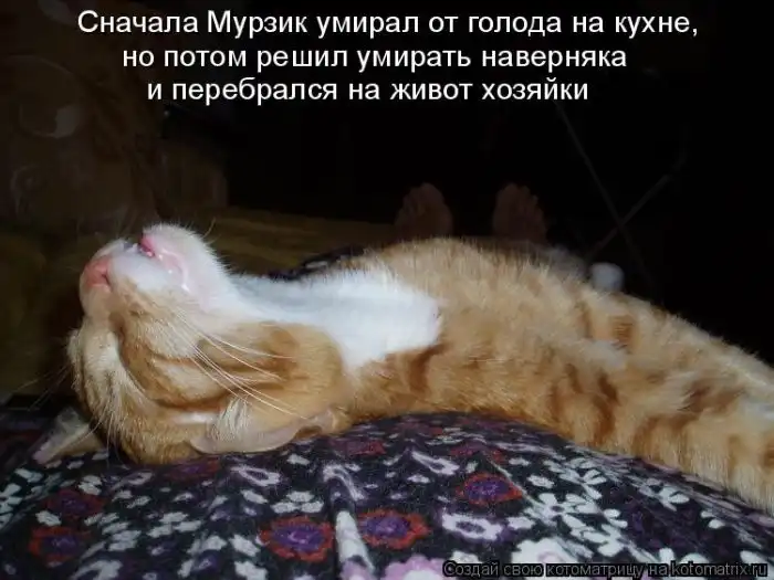 Лучшие котоматрицы недели Лучшие котоматрицы недели