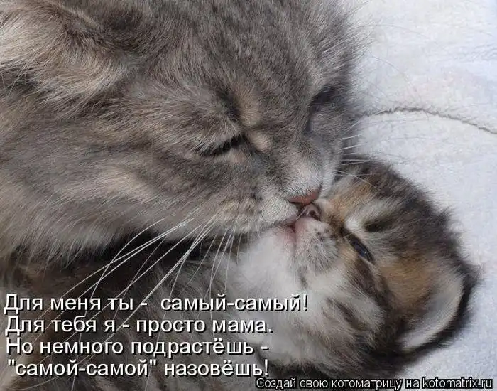 Лучшие котоматрицы недели Лучшие котоматрицы недели