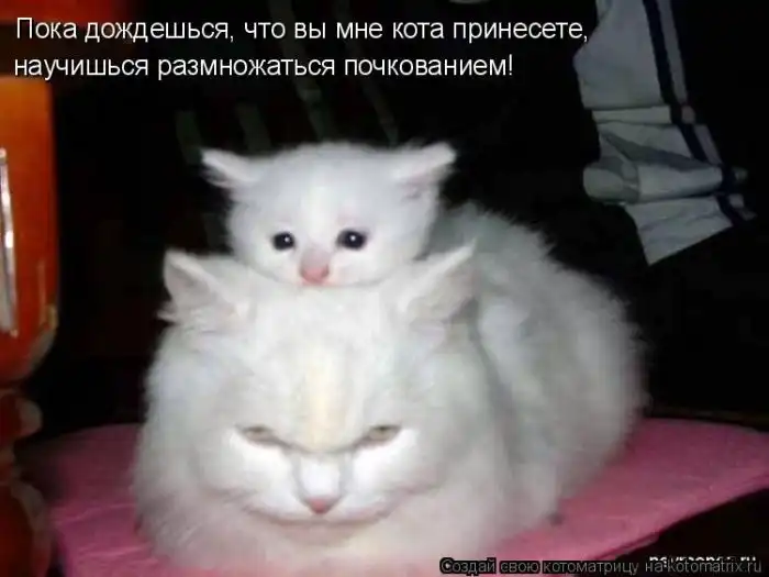 Лучшие котоматрицы недели Лучшие котоматрицы недели