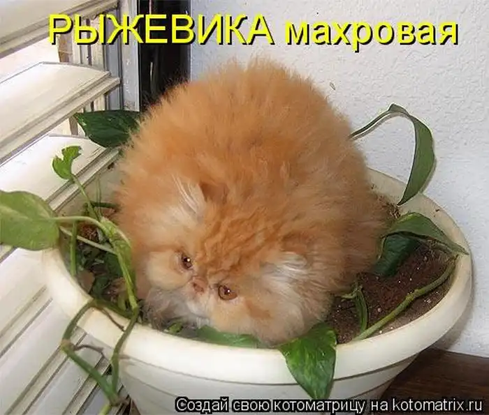 Лучшие котоматрицы недели Лучшие котоматрицы недели