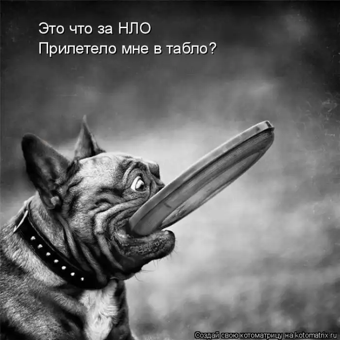 Лучшие котоматрицы недели Лучшие котоматрицы недели