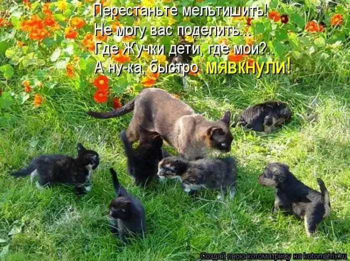 Лучшие котоматрицы недели Лучшие котоматрицы недели