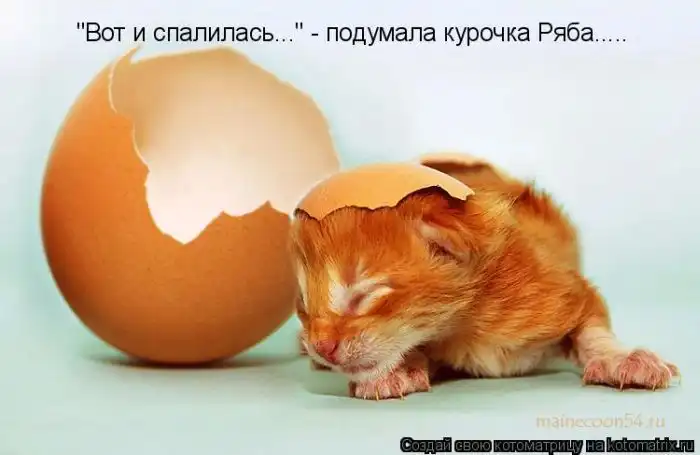 Лучшие котоматрицы недели Лучшие котоматрицы недели