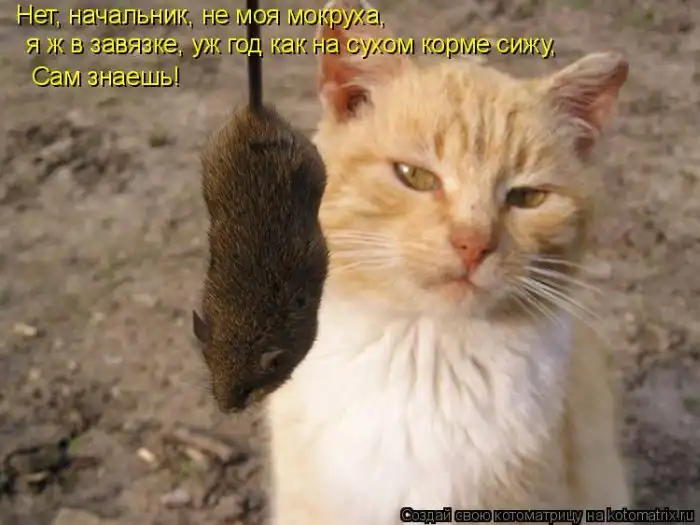 Лучшие котоматрицы недели Лучшие котоматрицы недели