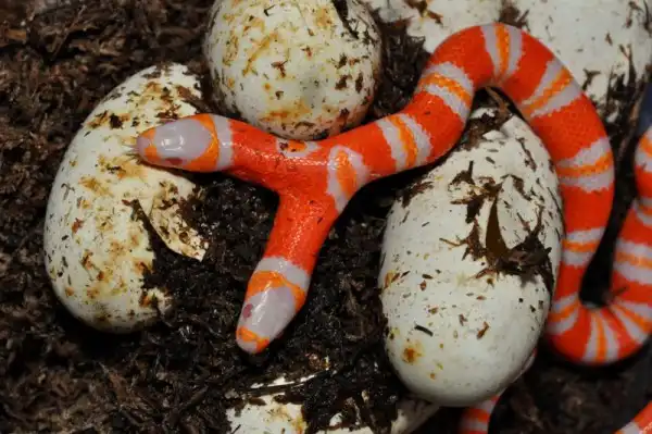 Во Флориде родилась двухголовая змея-альбинос