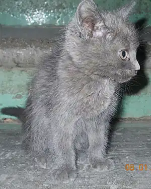 Красивые котятки в добрые руки Красивые котятки в добрые руки