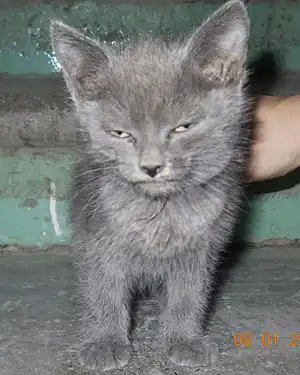 Красивые котятки в добрые руки Красивые котятки в добрые руки