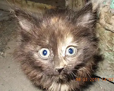Красивые котятки в добрые руки Красивые котятки в добрые руки