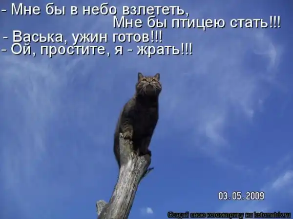 Котоматрица(26 pic)