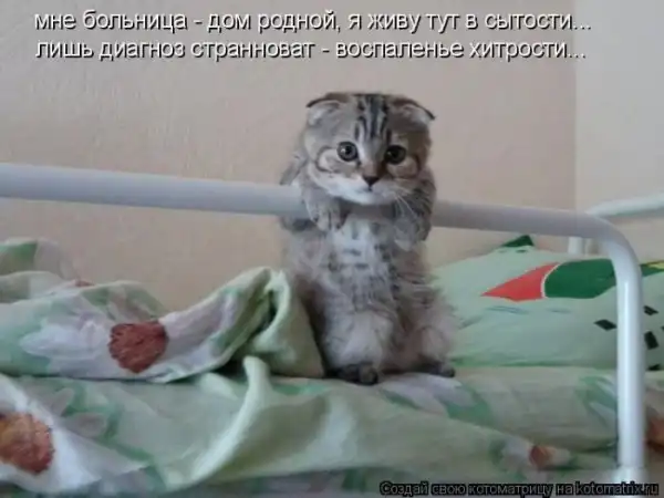 Котоматрица(26 pic)