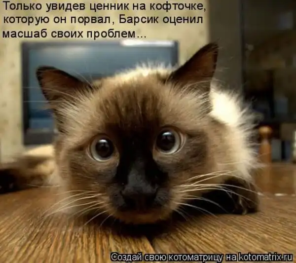 Котоматрица(26 pic)