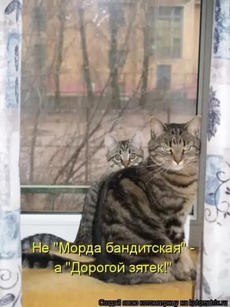 Котоматрица(26 pic)