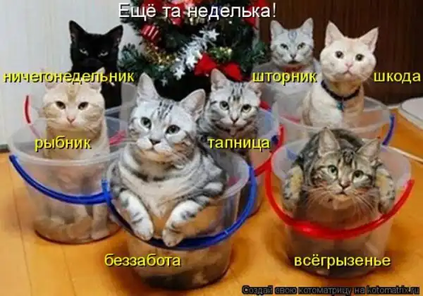 Котоматрица(26 pic)