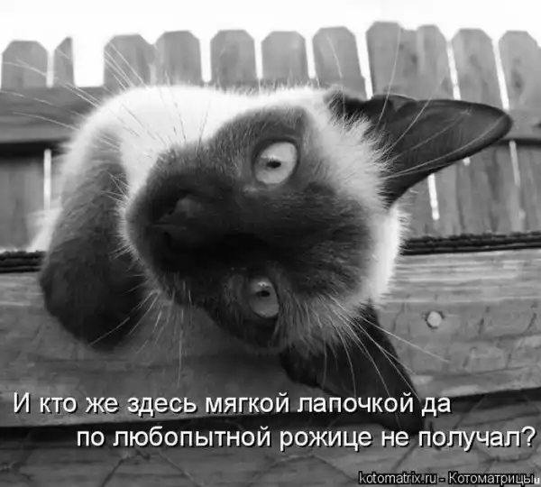 Котоматрица(26 pic)