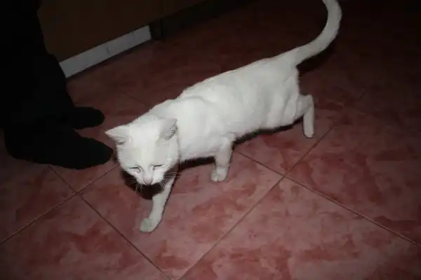 Люди Кошке Нужен Хозяин