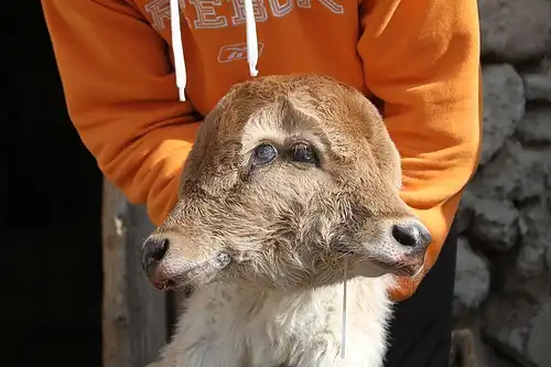 В Армении родился двуголовый теленок-гермафродит (фото +видео)