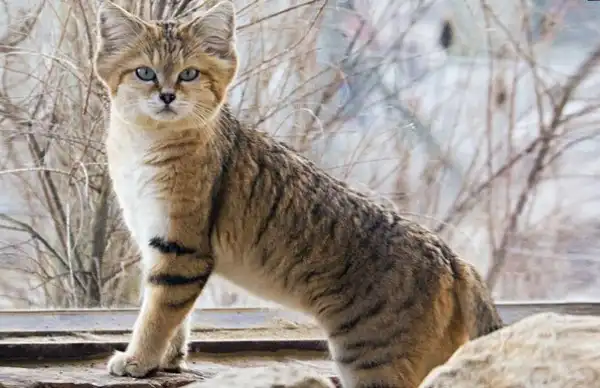 Песчаный кот