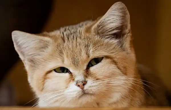 Песчаный кот