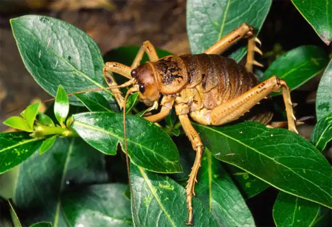 Обнаружено самое большое насекомое в мире