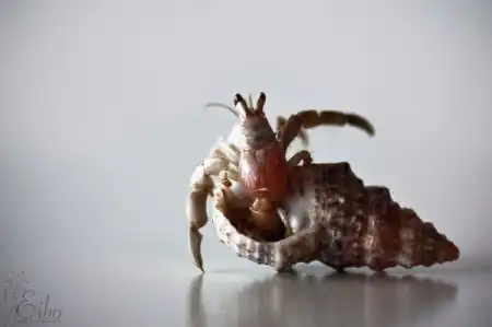 Макро от Eibo Макро от Eibo