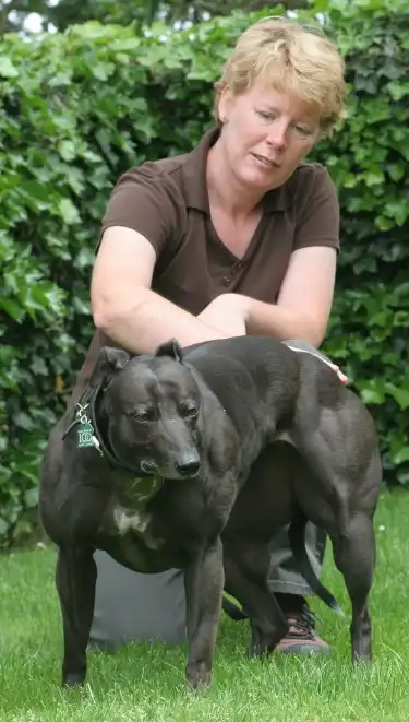 Большая Венди (Big Wendy) - самая мускулистая собака в мире » uCrazy.ru -  Источник Хорошего Настроения