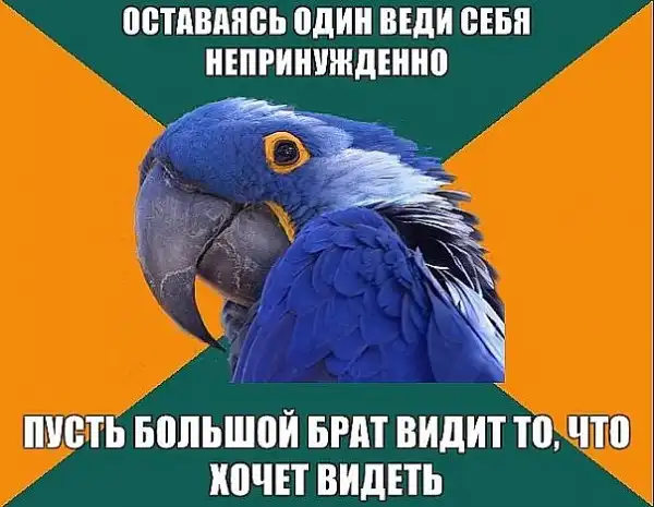 Попугай Параноик (Paranoid Parrot)