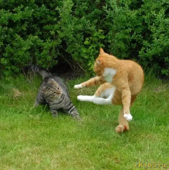 Кошачья битва