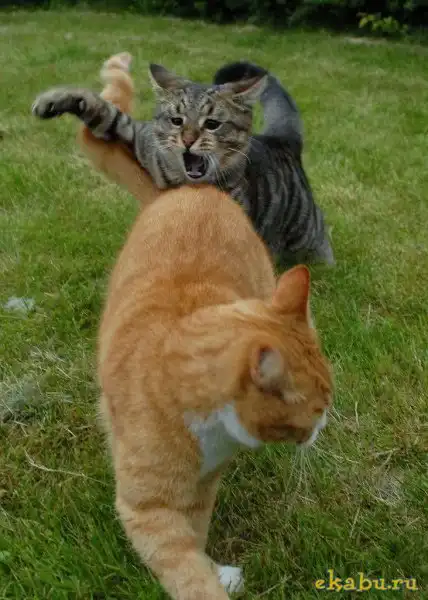 Кошачья битва Кошачья битва
